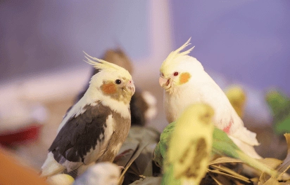 2匹のルリコンゴウインコ