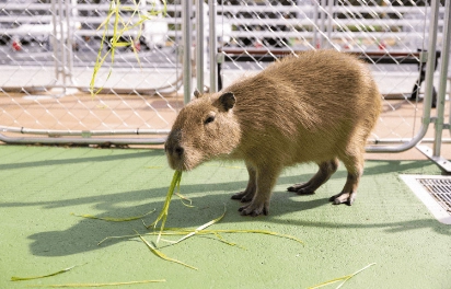 アニタッチPark イオンモール太田 動物ギャラリー