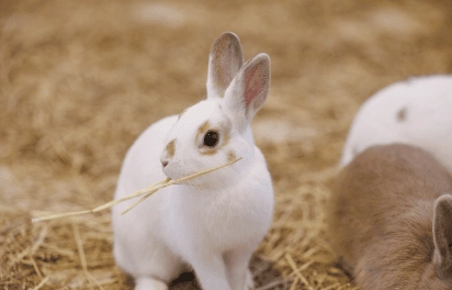 うさぎ