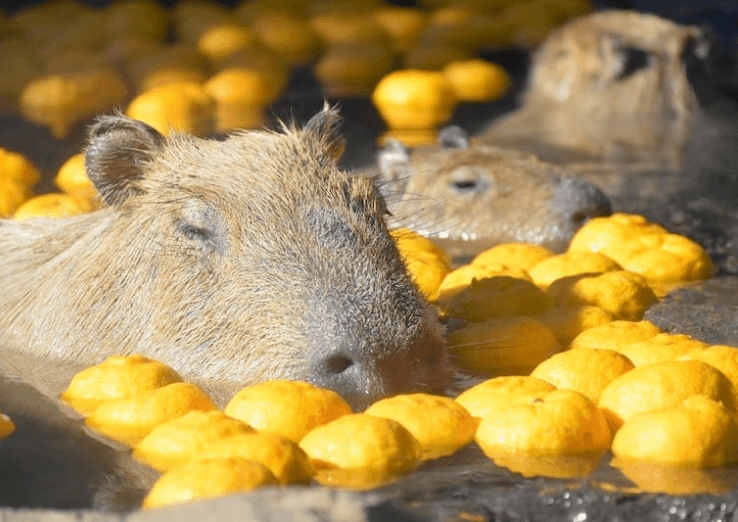 伊豆シャボテン動物公園